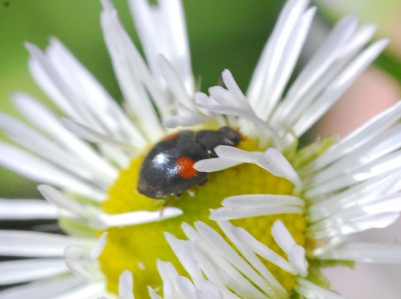 Una coccinella piccola piccola ...Coccinellidae cfr. Scymninae sp.